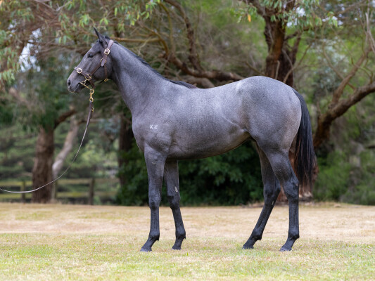 Lot 716: Shalaa (IRE) / Sneakers (NZ)