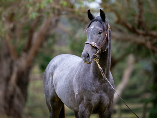 Lot 716: Shalaa (IRE) / Sneakers (NZ)