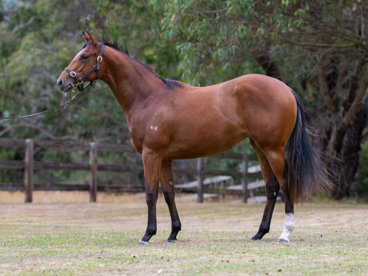 Lot 733: Starspangledbanner / Tarcoola Diva