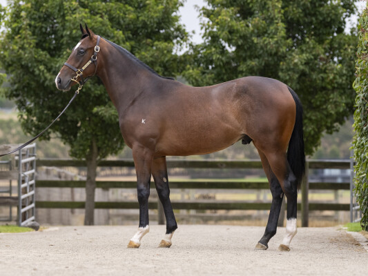 Lot 446: Dundeel (NZ) / Without Risk