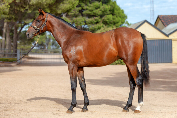 Lot 47: Bivouac / Eyes of Love (NZ)