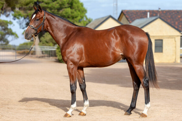 Lot 274: So You Think (NZ) / Prettyhappyaboutit
