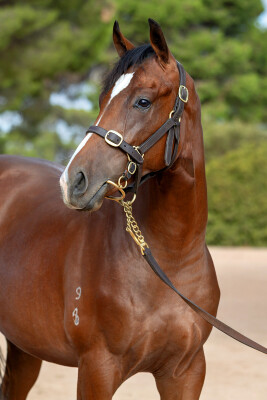 Lot 274: So You Think (NZ) / Prettyhappyaboutit