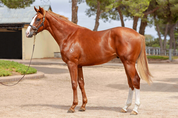 Lot 386: Stay Inside / Sweet Melody (NZ)