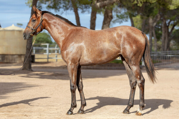 Lot 483: Bivouac / Argentado