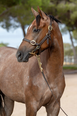 Lot 483: Bivouac / Argentado