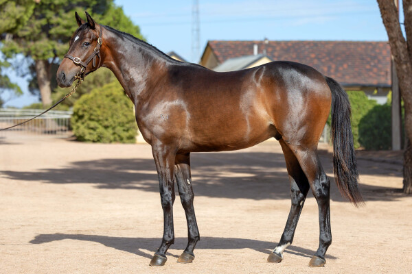 Lot 492: Shamus Award / Attessa (USA)