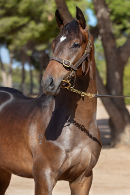 Lot 492: Shamus Award / Attessa (USA)