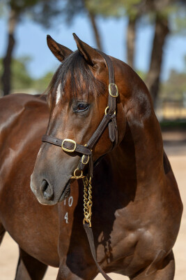 Lot 500: Harry Angel (IRE) / Bayou