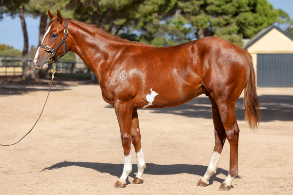 Lot 513: Jacquinot / Berry Delicious