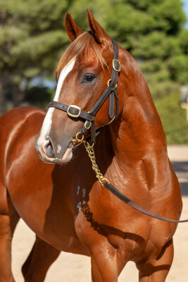 Lot 513: Jacquinot / Berry Delicious