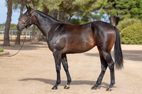 Lot 557: Anamoe / Chianti