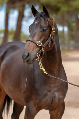 Lot 557: Anamoe / Chianti