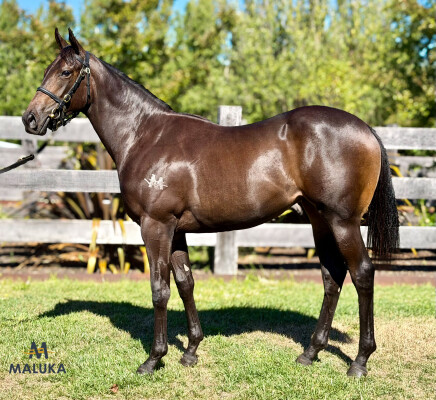 Lot 249: Alabama Express / Pair of Heels