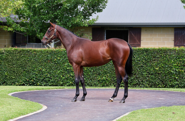 Lot 20: Dundeel (NZ) / Don't Doubt Mamma