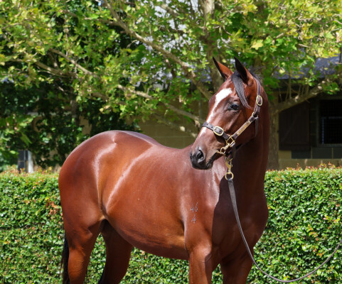 Lot 20: Dundeel (NZ) / Don't Doubt Mamma