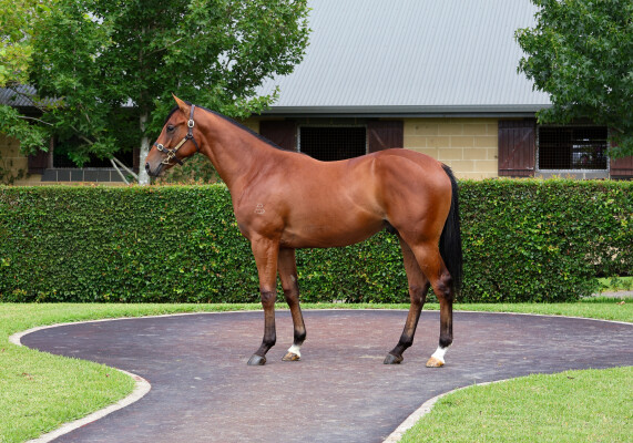 Lot 22: Dundeel (NZ) / Dream Date