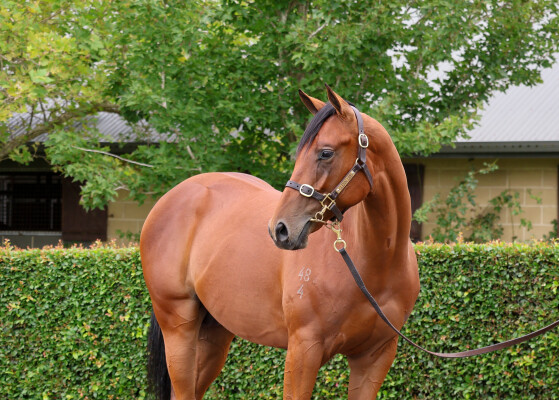 Lot 22: Dundeel (NZ) / Dream Date