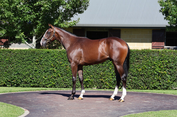 Lot 66: Hitotsu / Fortiche