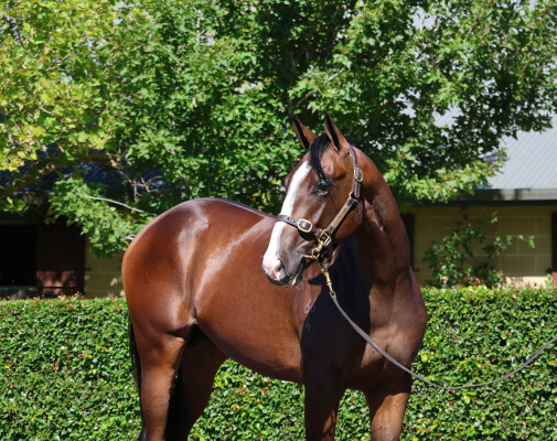 Lot 66: Hitotsu / Fortiche