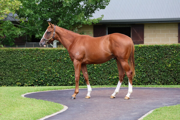Lot 83: Maurice (JPN) / Global Queen