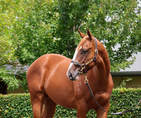 Lot 83: Maurice (JPN) / Global Queen