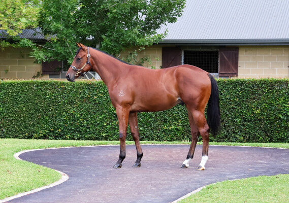 Lot 107: Castelvecchio / Holiday Romance