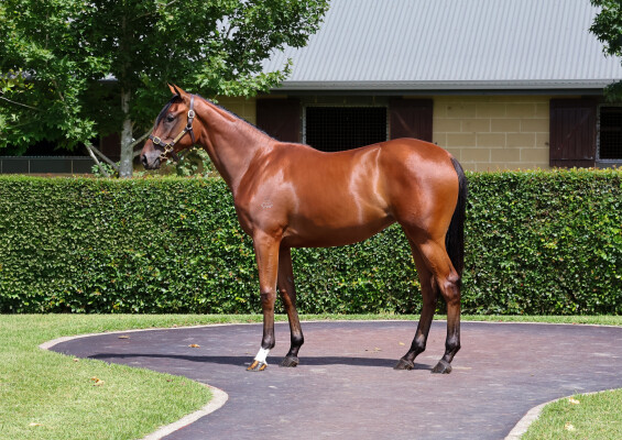 Lot 159: Maurice (JPN) / Lady Patricia