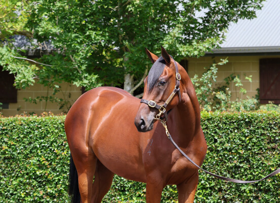 Lot 159: Maurice (JPN) / Lady Patricia