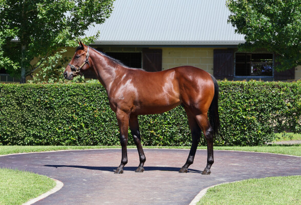 Lot 163: Shalaa (IRE) / Lehwaiyla (GB)