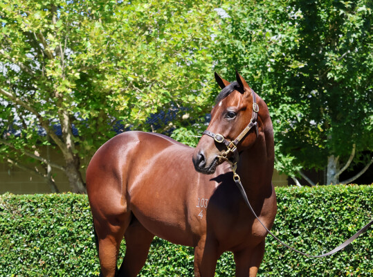 Lot 163: Shalaa (IRE) / Lehwaiyla (GB)