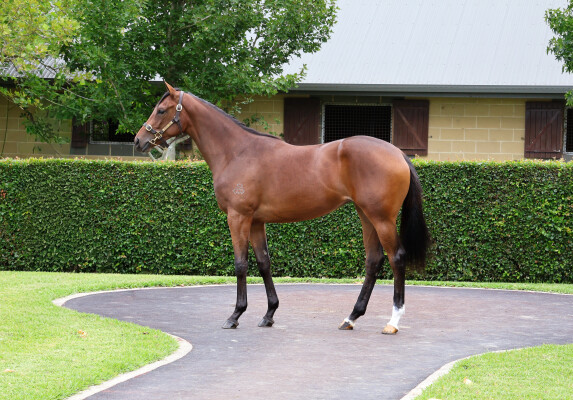 Lot 171: Castelvecchio / Living Rocks