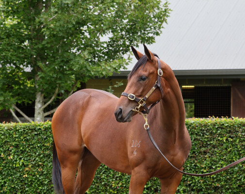 Lot 171: Castelvecchio / Living Rocks