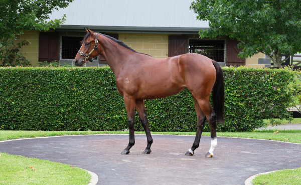 Lot 176: Dundeel (NZ) / Lovely Esteem (GB)