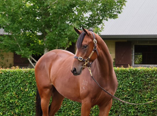 Lot 176: Dundeel (NZ) / Lovely Esteem (GB)