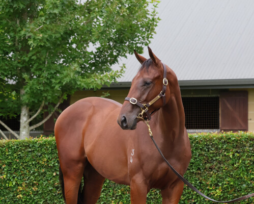 Lot 183: All Too Hard / Madam Tracy