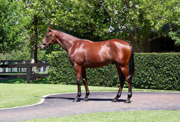 Lot 184: Dundeel (NZ) / Madame Pauline