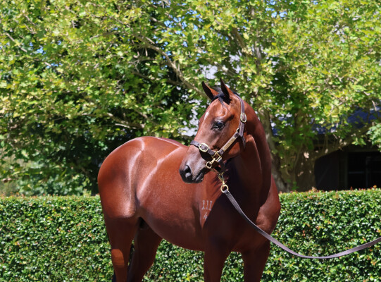 Lot 184: Dundeel (NZ) / Madame Pauline