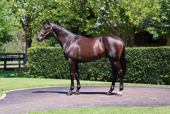 Lot 306: Hitotsu / Saavoya (NZ)