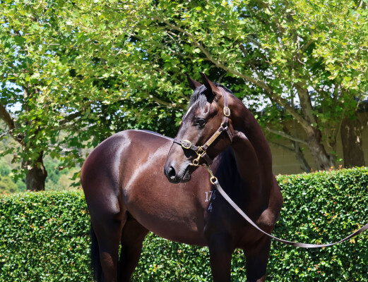 Lot 306: Hitotsu / Saavoya (NZ)