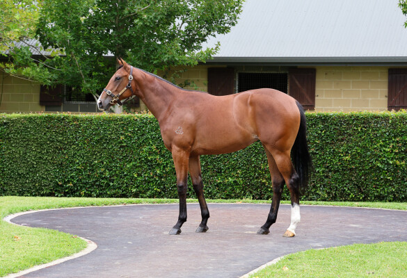 Lot 328: Maurice (JPN) / Shalstar