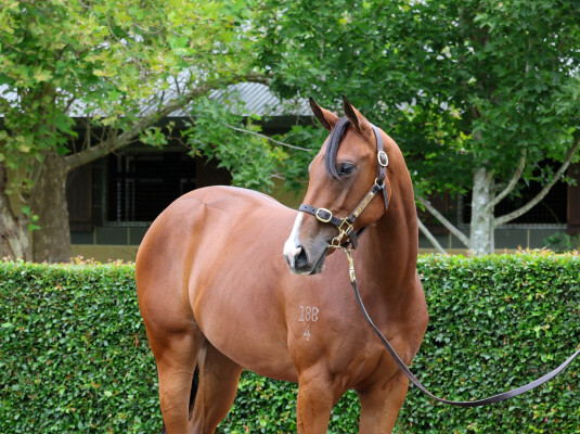 Lot 328: Maurice (JPN) / Shalstar