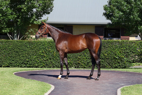 Lot 475: Dundeel (NZ) / Anointed (GB)