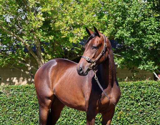 Lot 475: Dundeel (NZ) / Anointed (GB)