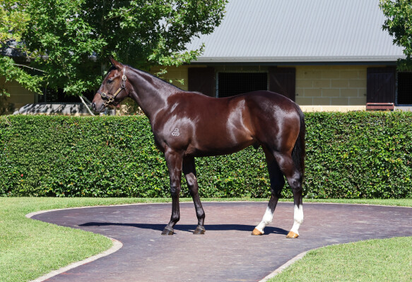 Lot 574: Maurice (JPN) / Cruziana