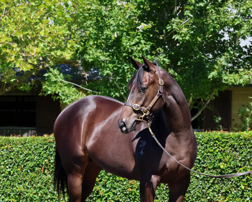 Lot 574: Maurice (JPN) / Cruziana