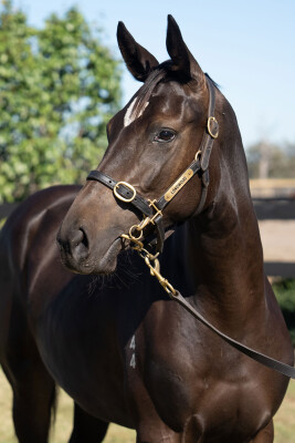 Lot 131: Toronado (IRE) / Isola Comacina (NZ)