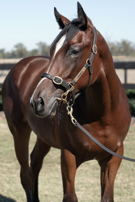 Lot 193: Toronado (IRE) / Mercy May