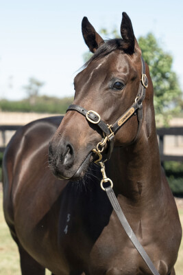 Lot 254: Brazen Beau / Passionate Lass