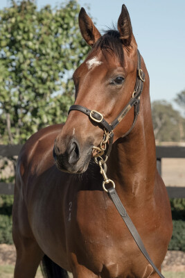 Lot 359: Pierata / Special Diva
